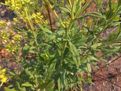 Microglossa pyrrhopappa