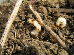 Dorylus fulvus