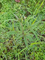Cleome serrata