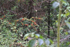 Pyracantha fortuneana