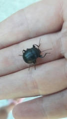Accanthopus velikensis