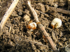 Dorylus fulvus
