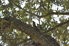 Anolis equestris