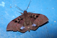 Ischyja marapok