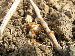 Dorylus fulvus