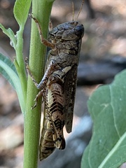 Melanoplus ponderosus
