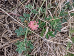 Indigofera spicata