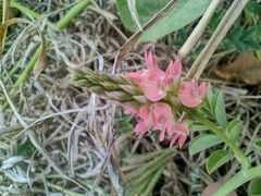 Indigofera spicata