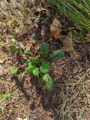 Packera obovata