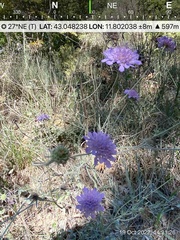Scabiosa triandra