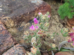 Drosanthemum hispifolium