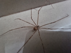 Physocyclus globosus