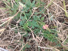 Indigofera spicata