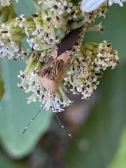 Hypselonotus punctiventris