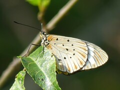 Acraea encedon encedon