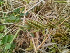 Indigofera spicata