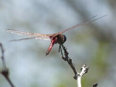 Tramea limbata