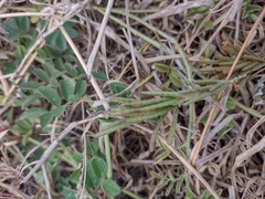 Indigofera spicata