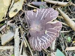 Leucoagaricus lilaceus