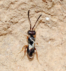 Ceraphronoidea