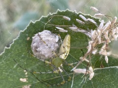 Peucetia