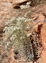 Pseudognaphalium canescens