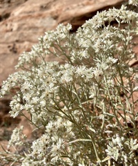 Pseudognaphalium canescens