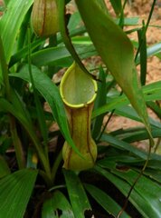 Nepenthes distillatoria