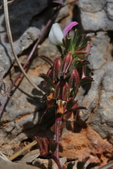 Ononis reclinata