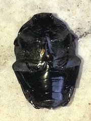 Gymnetis undata