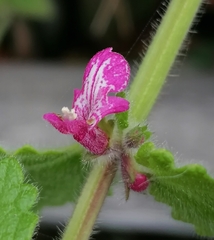 Stachys mexicana