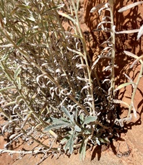 Pseudognaphalium canescens