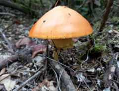Amanita caesarea