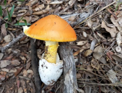 Amanita caesarea