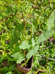 Decaloba