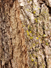 Candelariella efflorescens