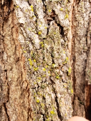 Candelariella efflorescens