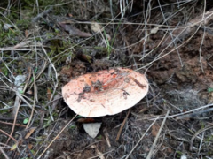 Lactarius deliciosus