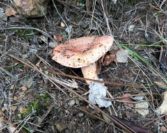 Lactarius deliciosus