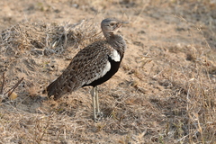 Eupodotis ruficrista