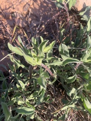 Heterotheca fulciens
