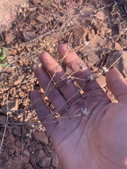 Heterotheca fulciens
