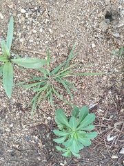 Digitaria sanguinalis