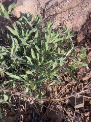 Heterotheca fulciens