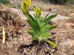Hypoxis hemerocallidea