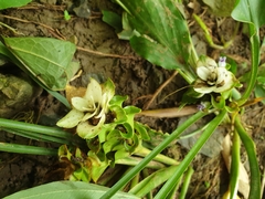 Curcuma