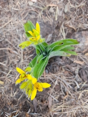 Hypoxis hemerocallidea