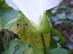 Calystegia × lucana