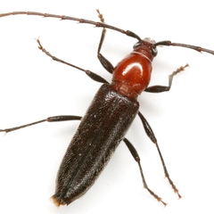 Stenosphenus dolosus