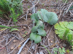 Pelargonium asarifolium
